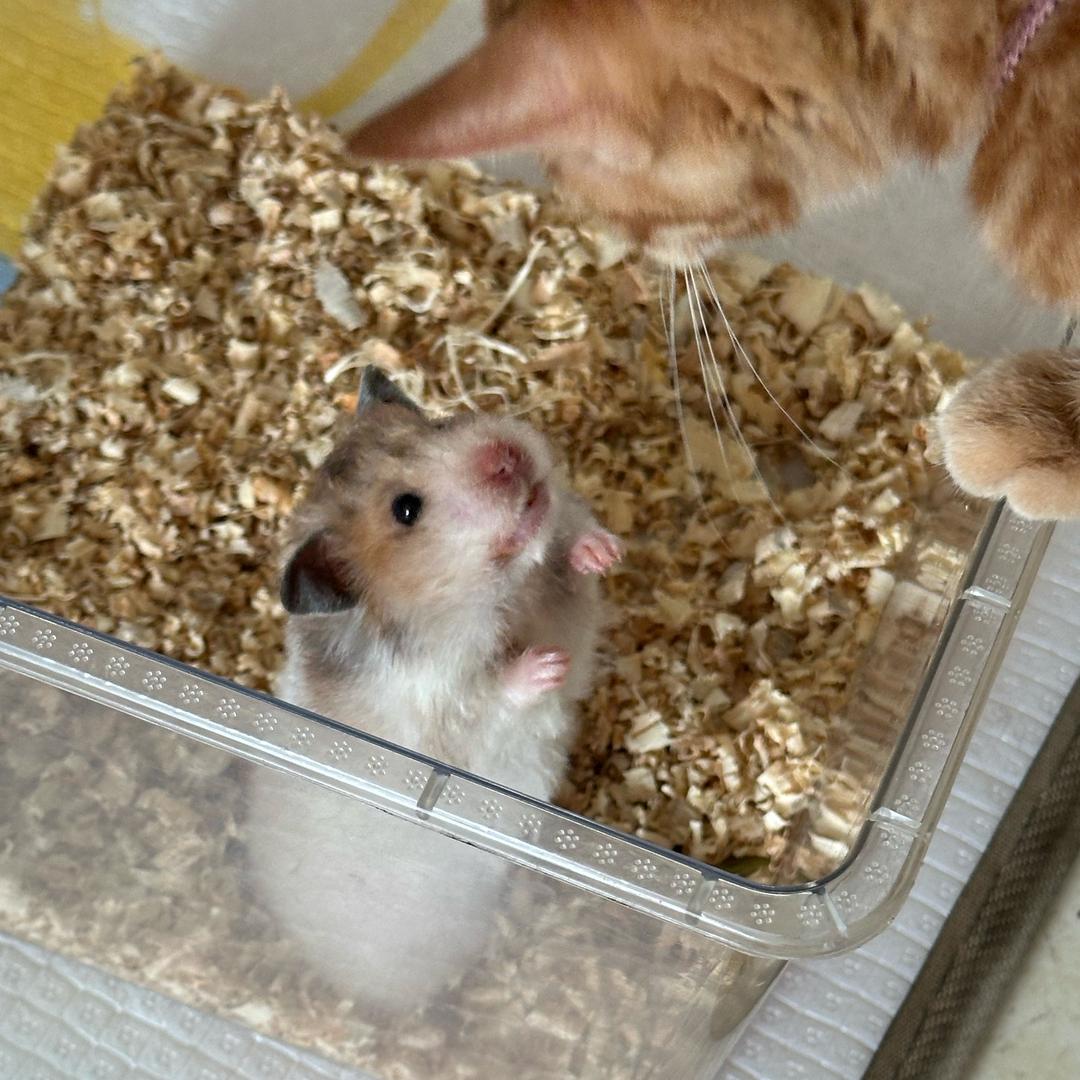 萌萌的萌