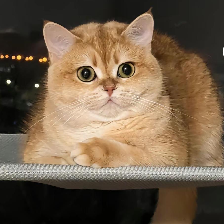 晨喵喵宠物用品