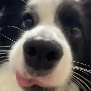 港湾🐕‍🦺