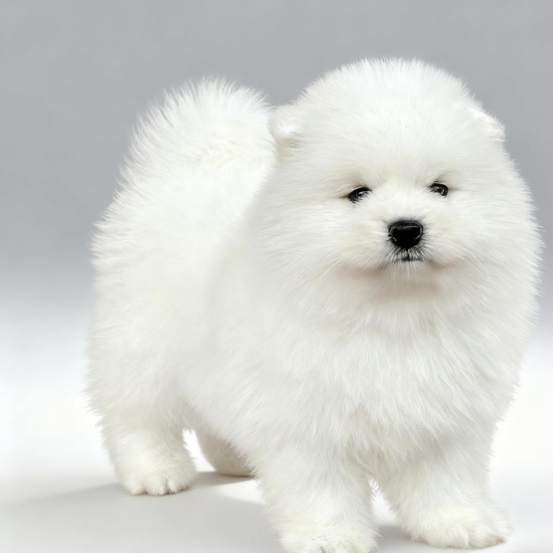 桂林曼可家宠物店