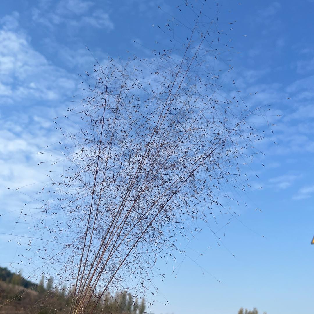 精选五莲农产品