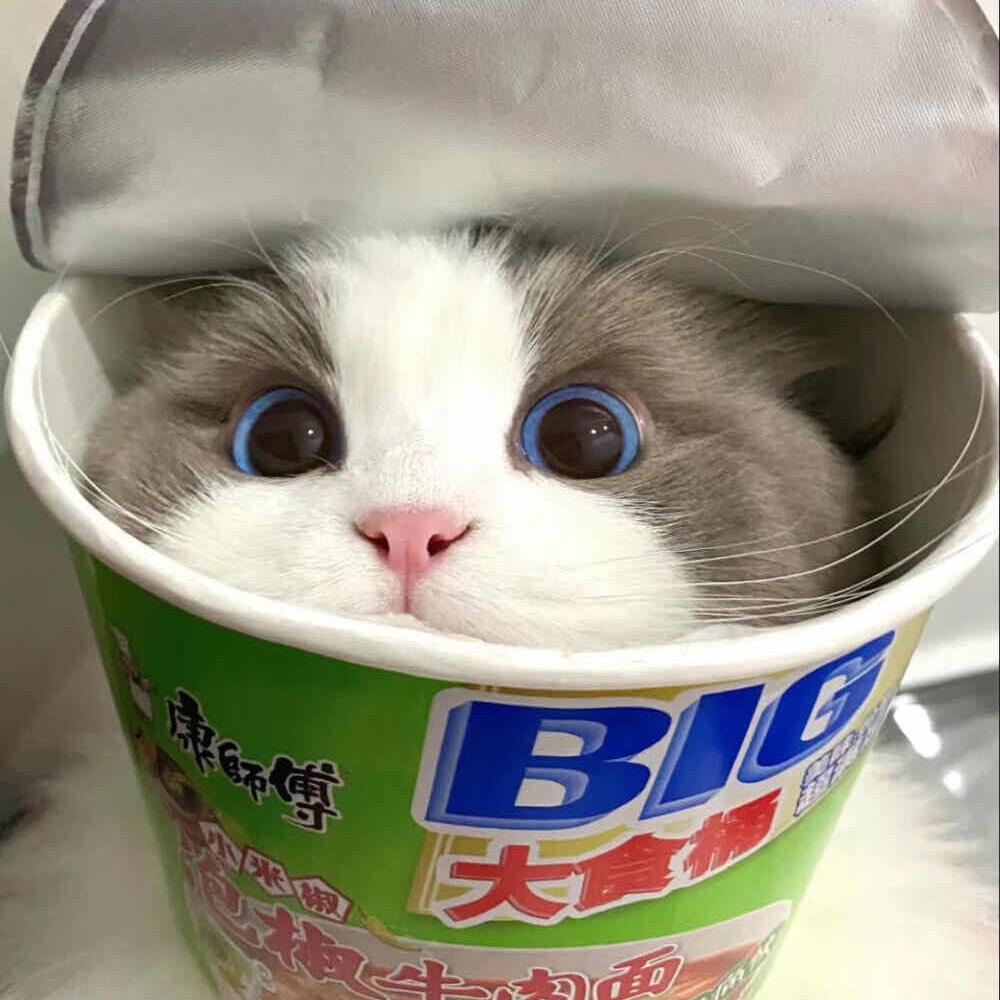 泡一桶猫
