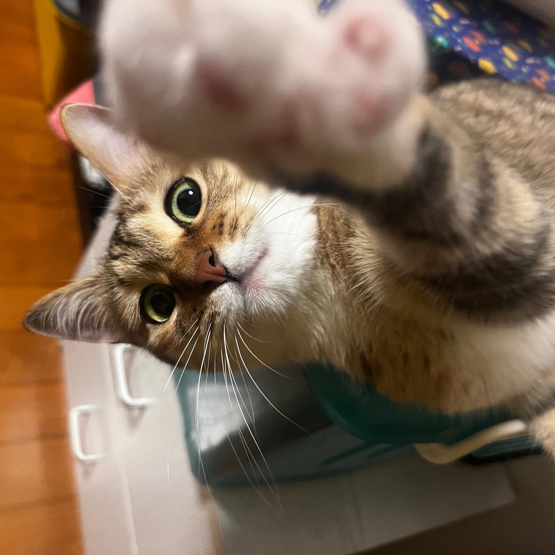 🗽🧚🏼‍♀️🗽