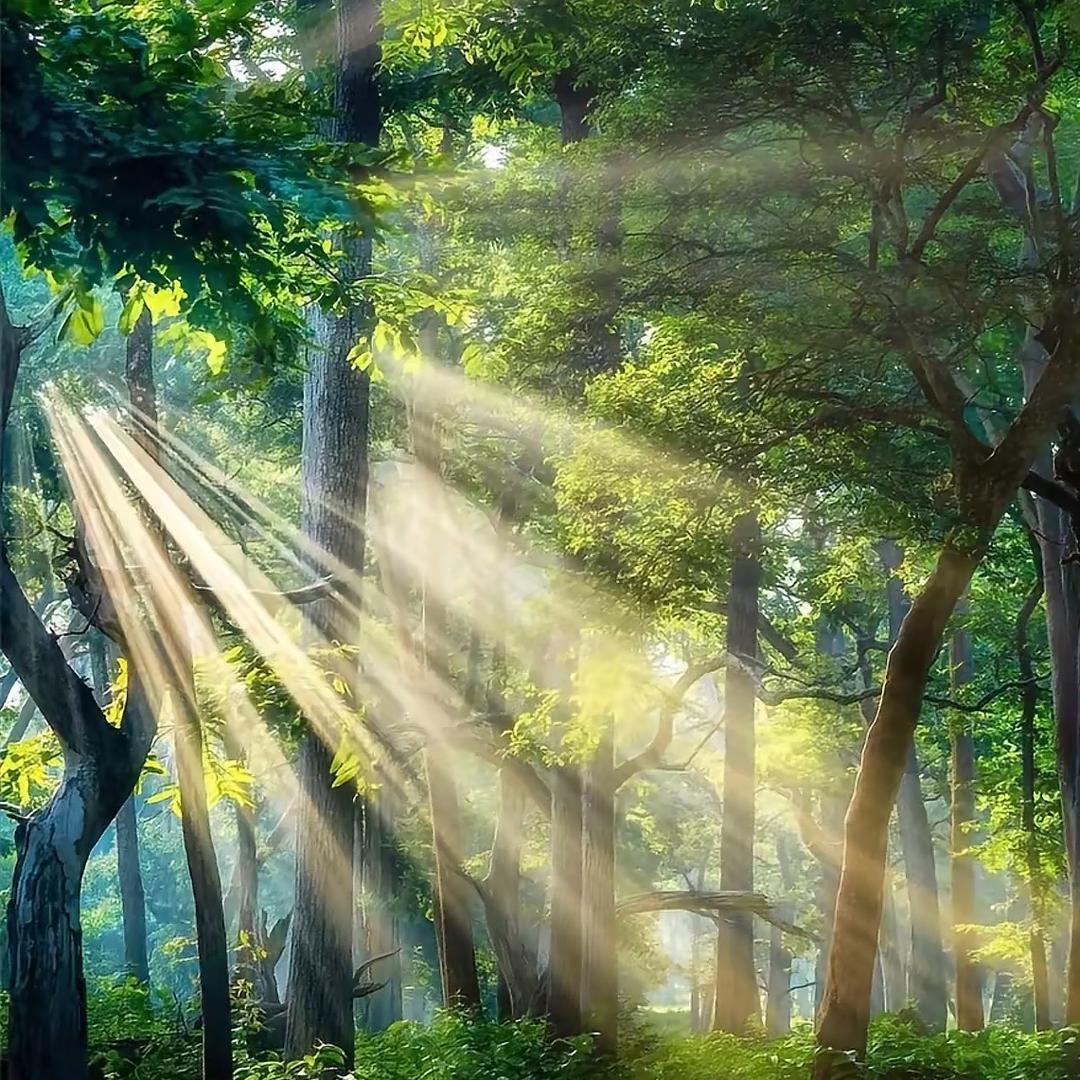 林深见鹿