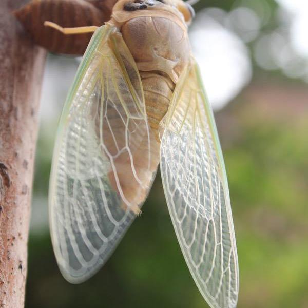 阿超金蝉养殖孵化基地