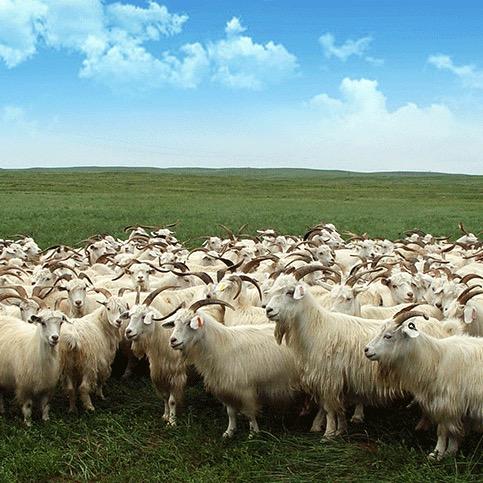 呼伦贝尔草原羊