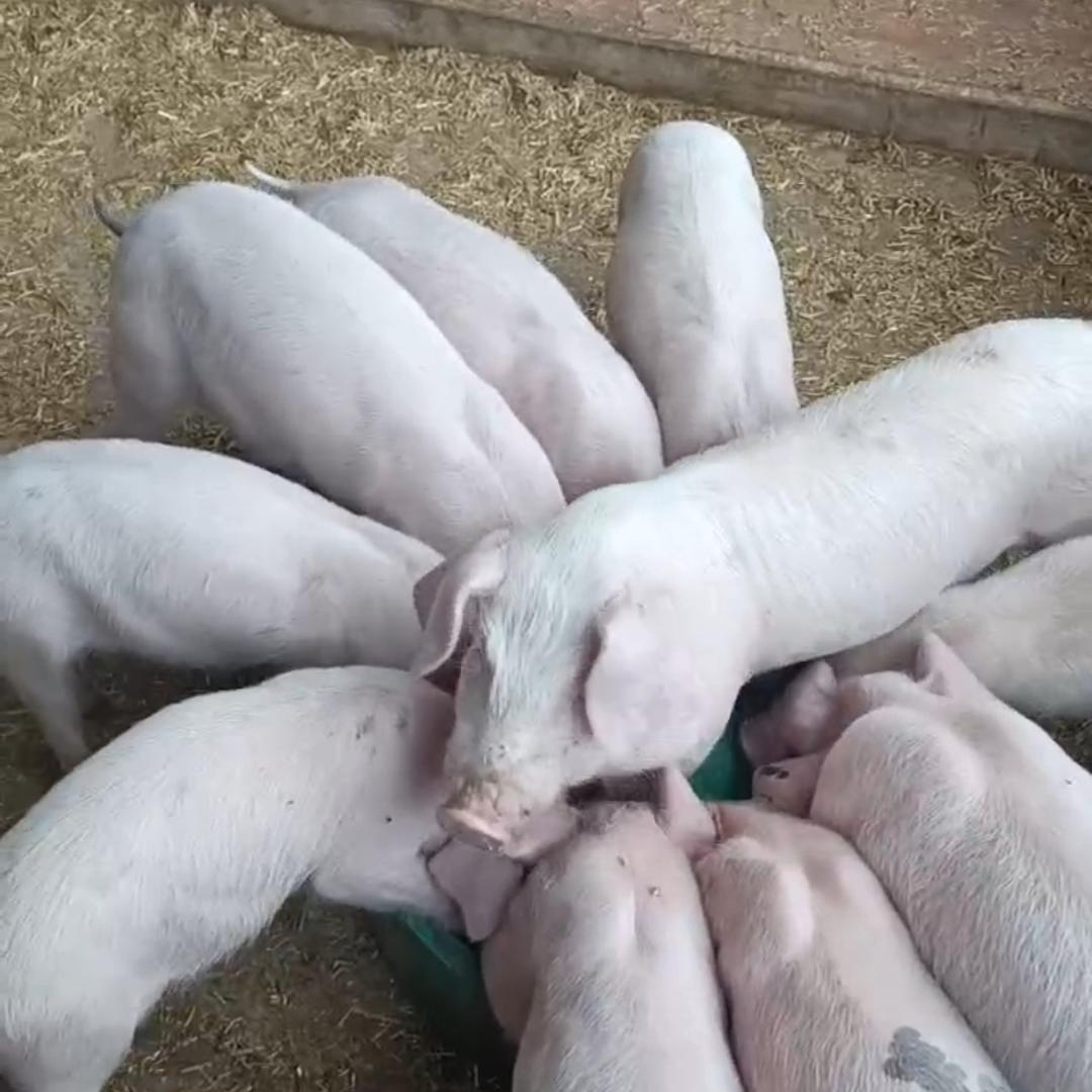 山东仔猪猪苗批发地