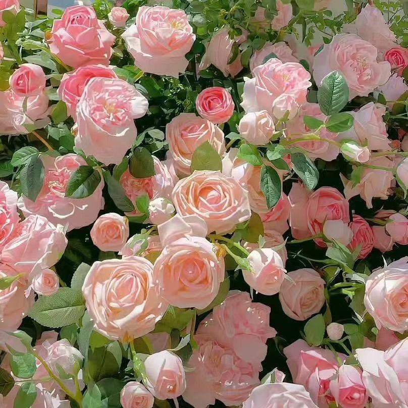 蒲公英🍒