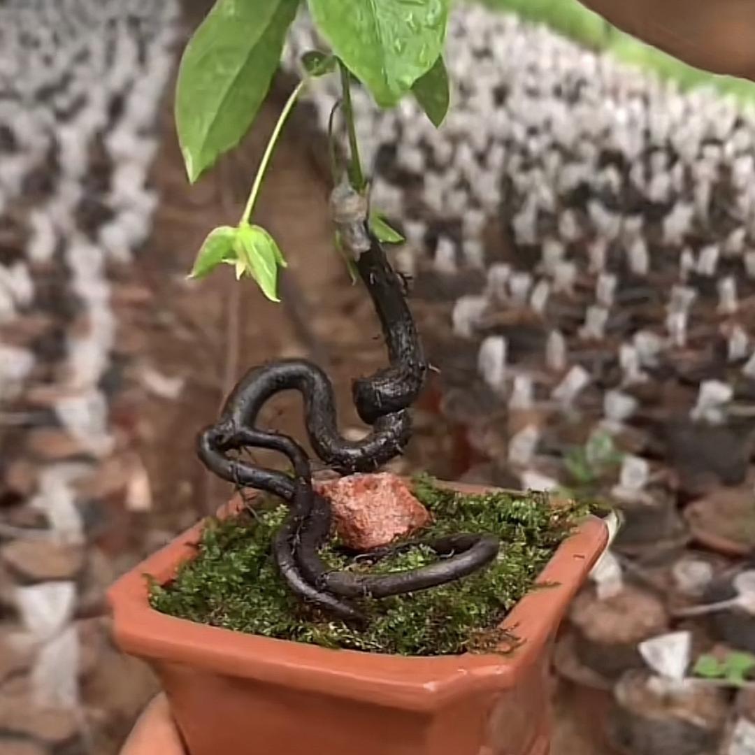 旭旭金弹子盆景