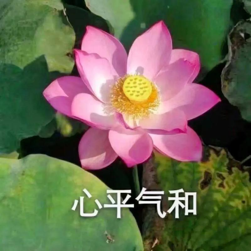 用户一叶