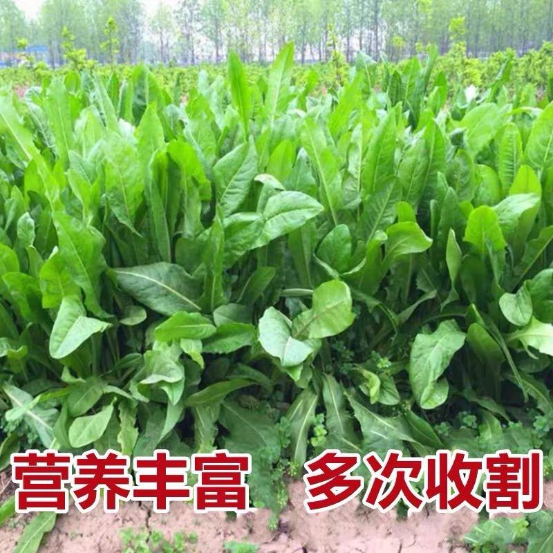 四季种业1