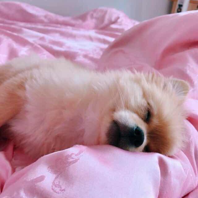 毛蛋羽球