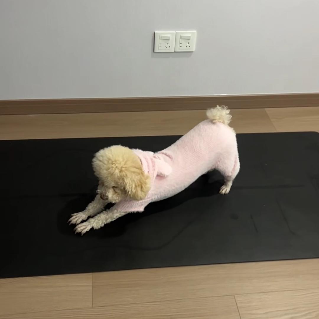 力量瑜伽🧘‍♂️阿伟