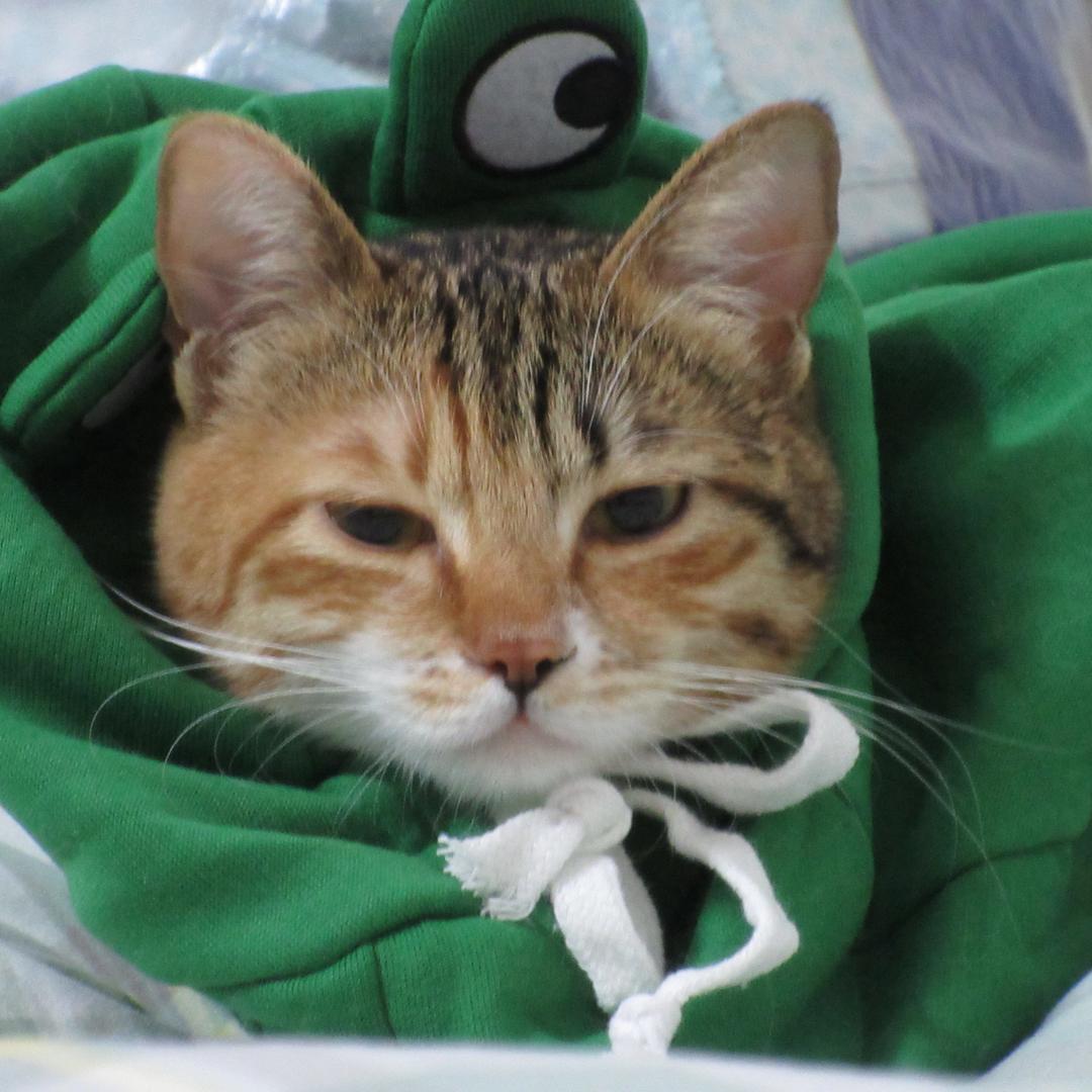 在下猫猫雨