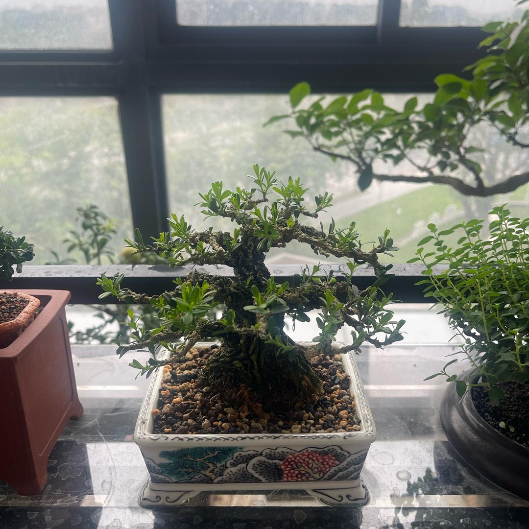 混剪日记