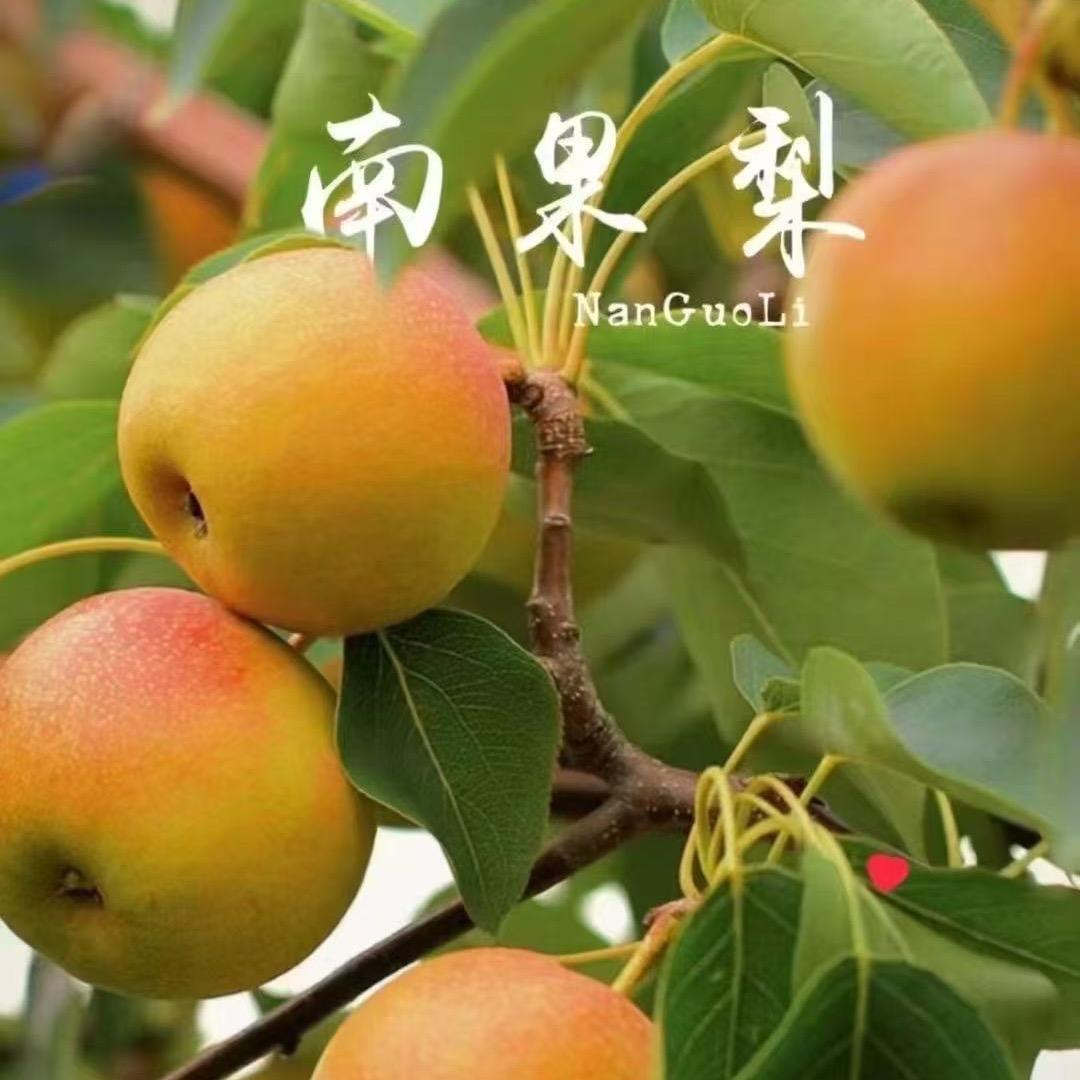 果多米