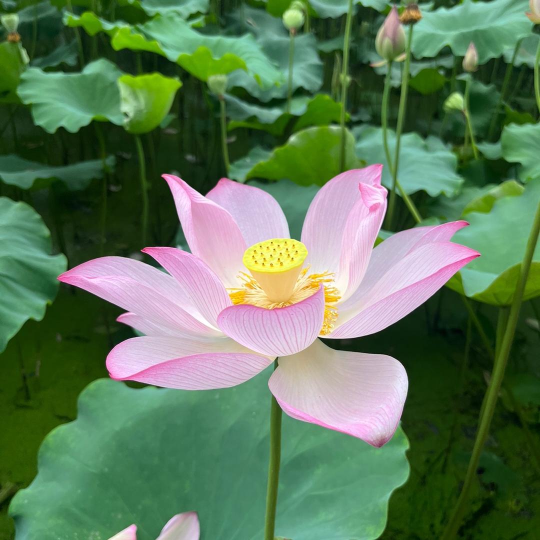 画生