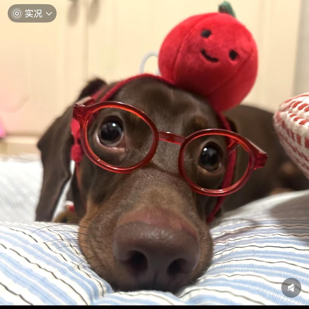 哑巴公主整颗心🦈