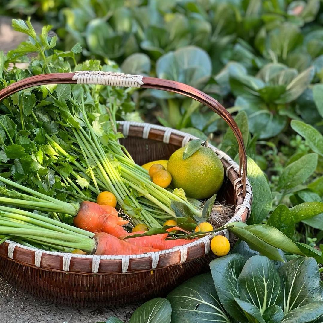 苏州许阿姨蔬果基地