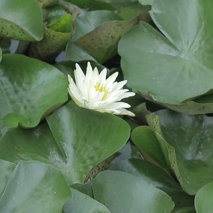普远师傅