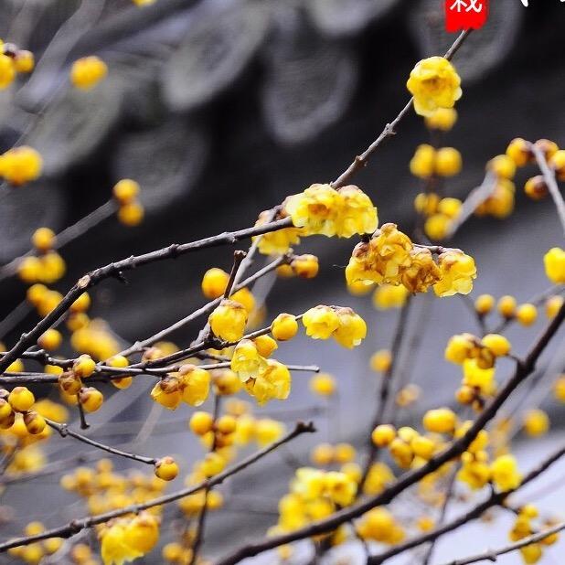 踏青园艺场