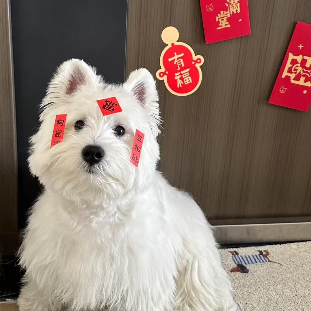 小羊羊