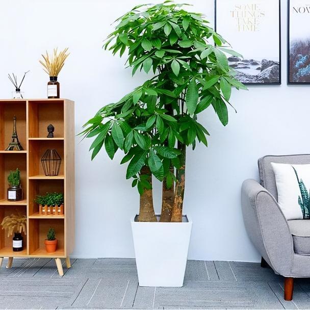 三合绿植