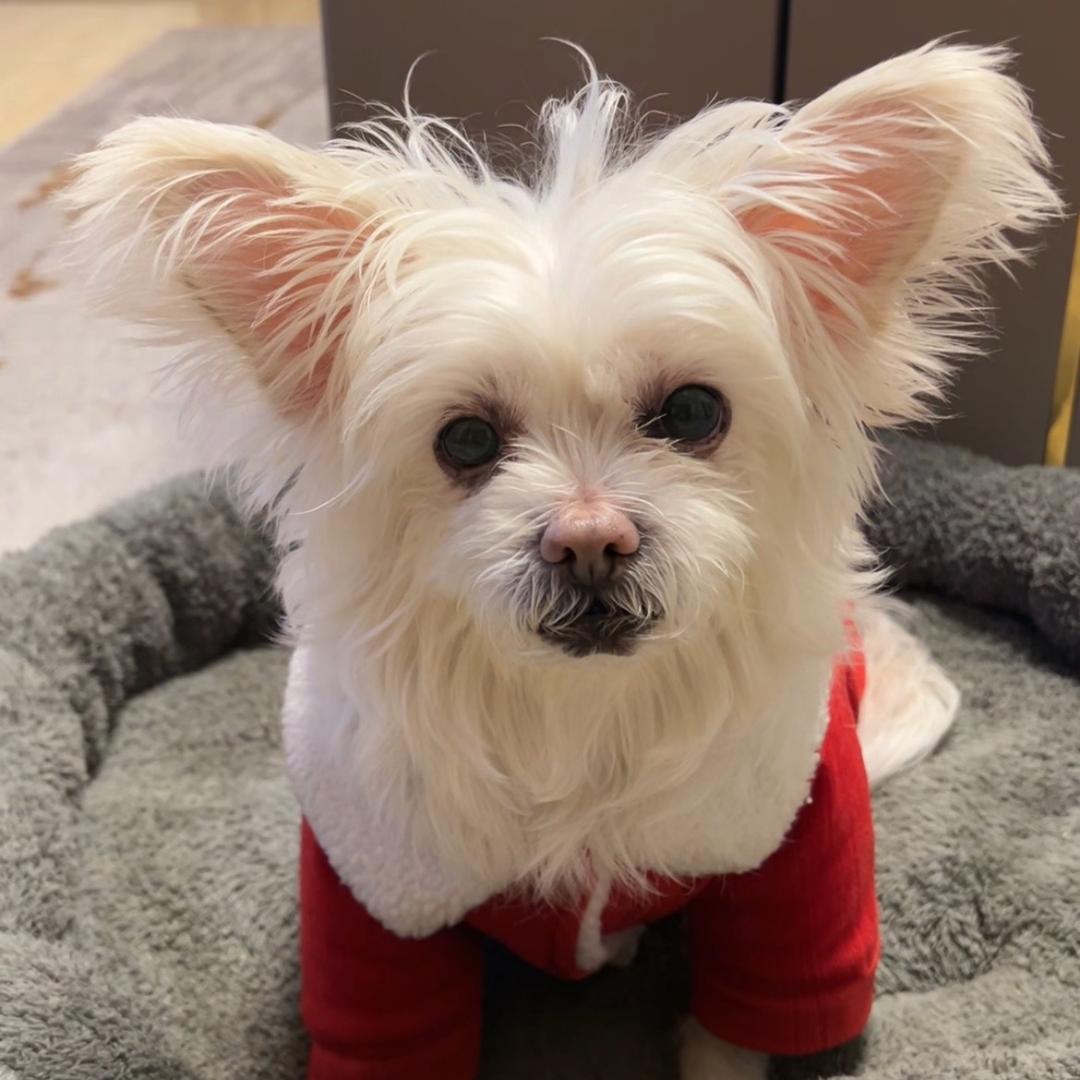 潦草小狗米大粒