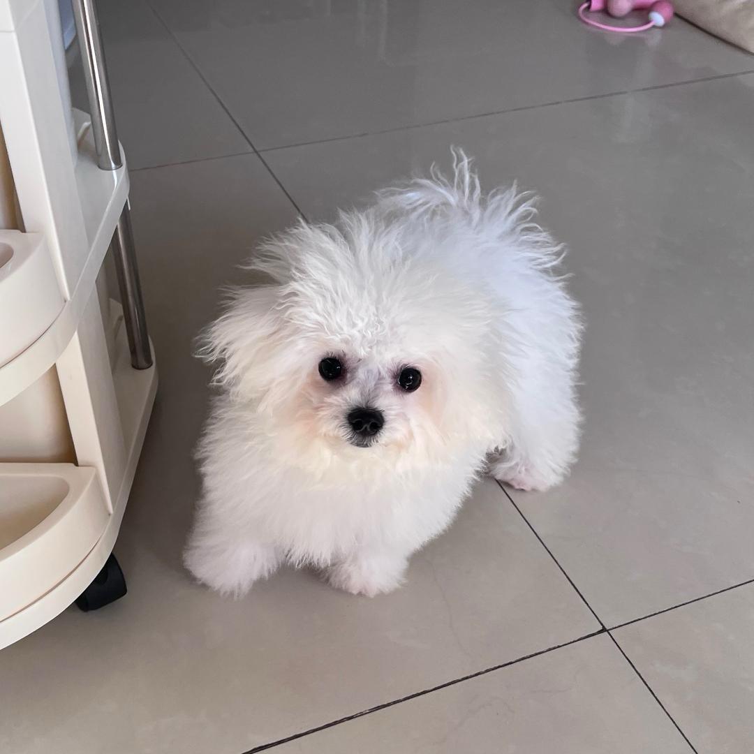 再也不吃了