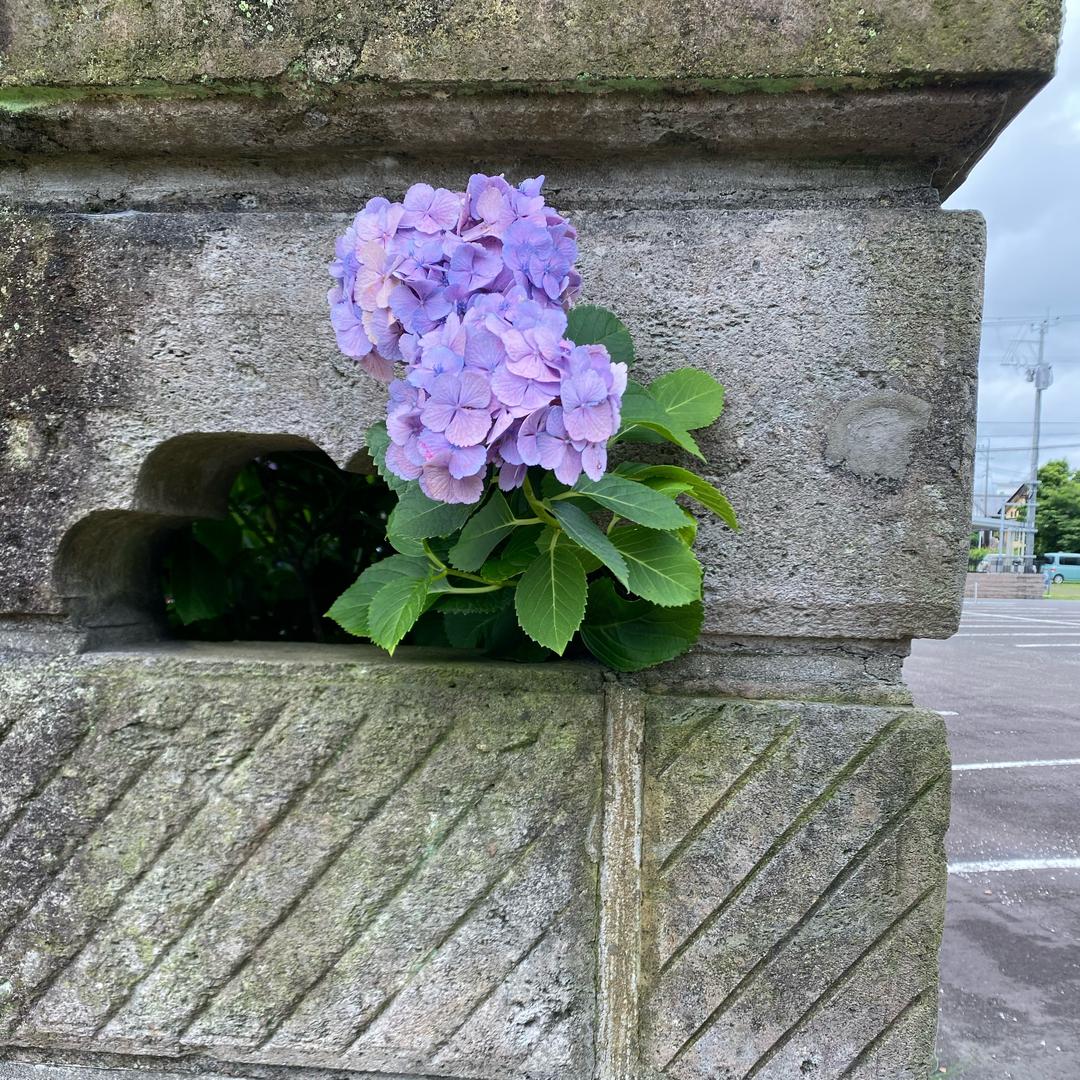 ༺ཌༀൢ 蘭因༒絮果ൢༀད༻