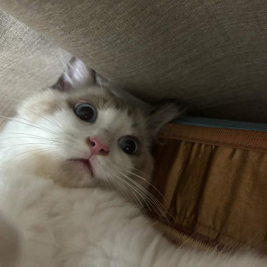 摸凹猫个体店陶瓷碗