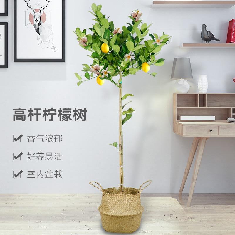 曼花卿寇普坊花卉专卖店