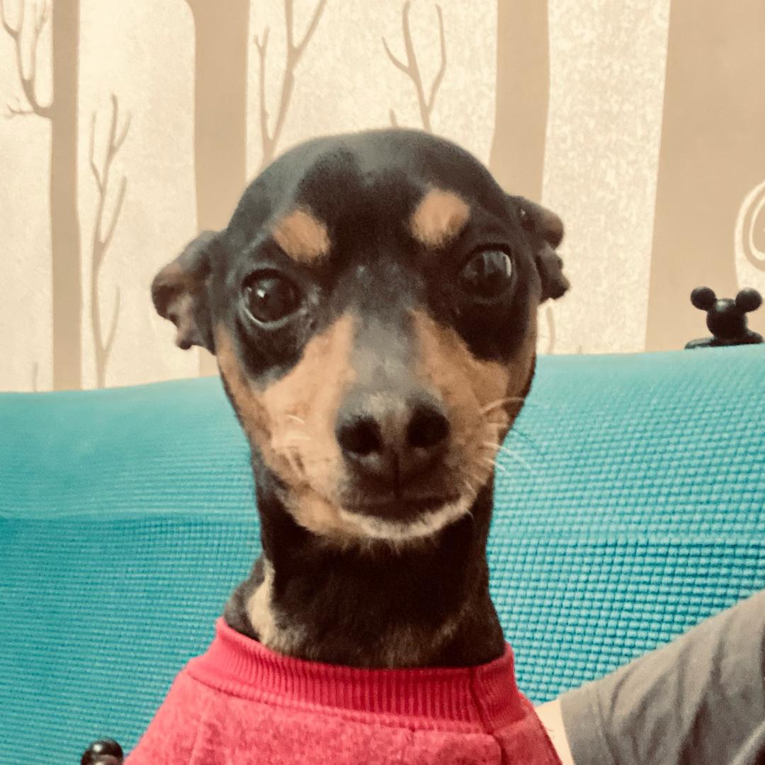 芝麻（ZhiMa🐶）