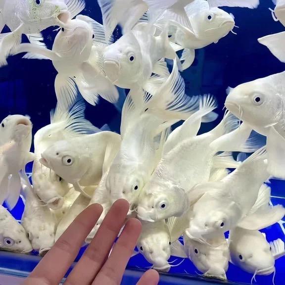 静静家鱼塘