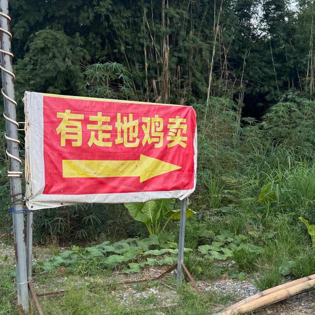 走地鸡