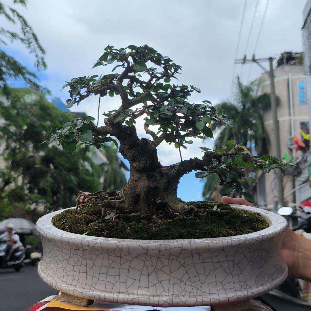 绿植盆景