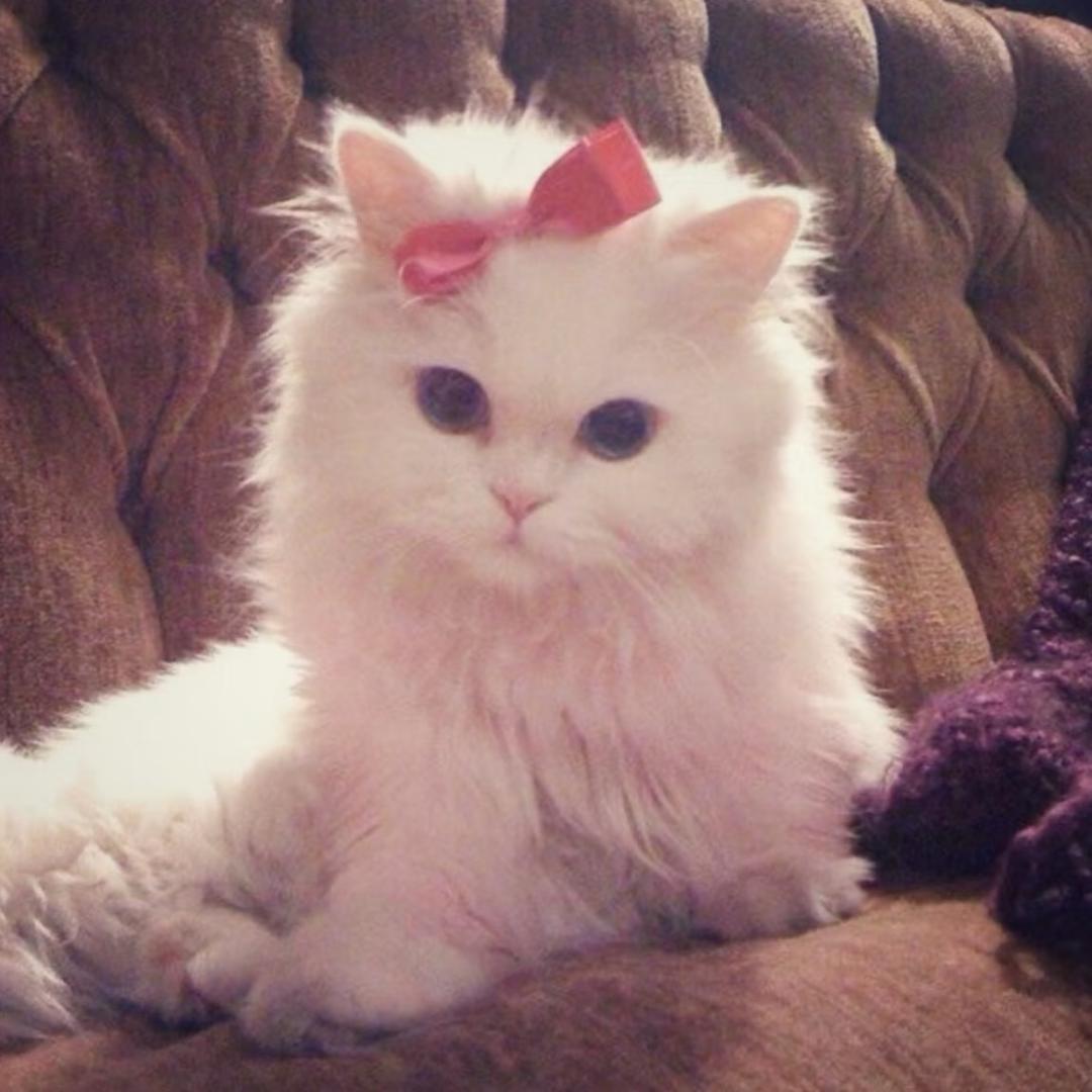 Beauty·