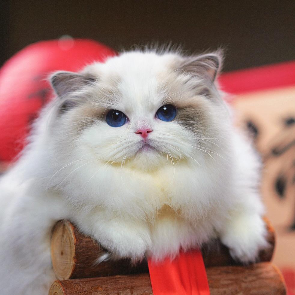 林俊杰家的仙女猫舍