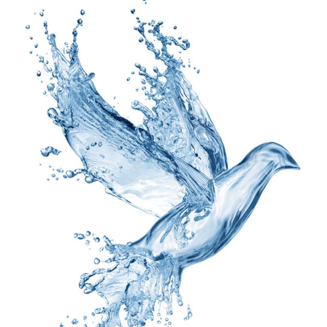 鸽子🕊️