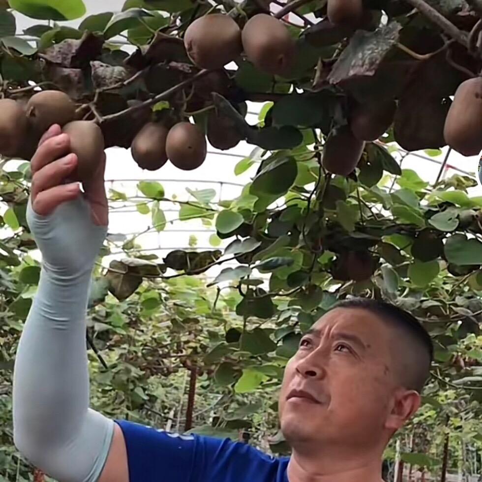 刘哥猕猴桃