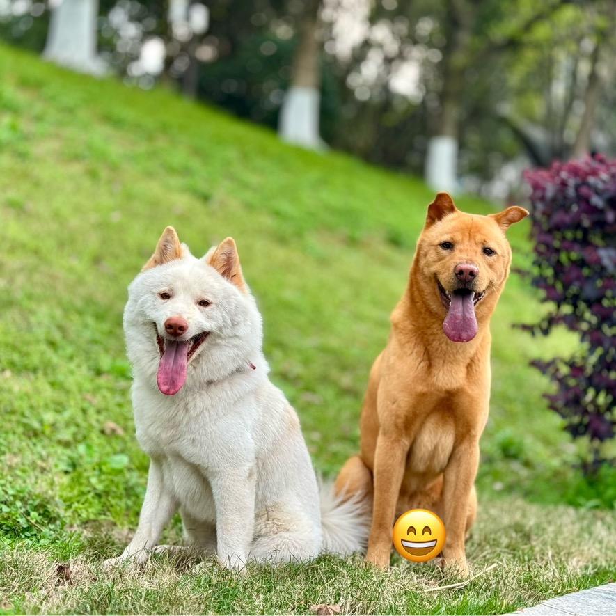 田园犬三仟