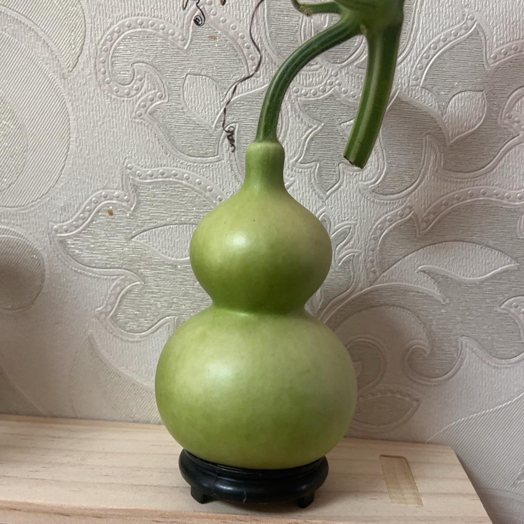 大菲的天津嘴葫芦