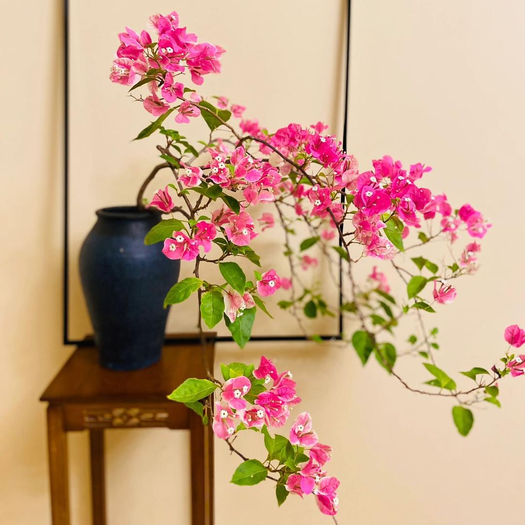 漳州阿斌三角梅