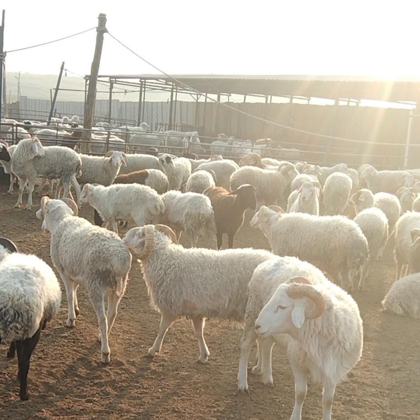 古城白蛋鲜羊肉