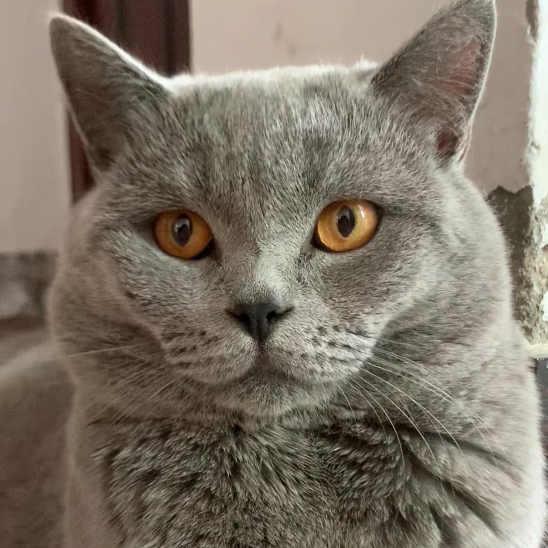 蓝猫开心