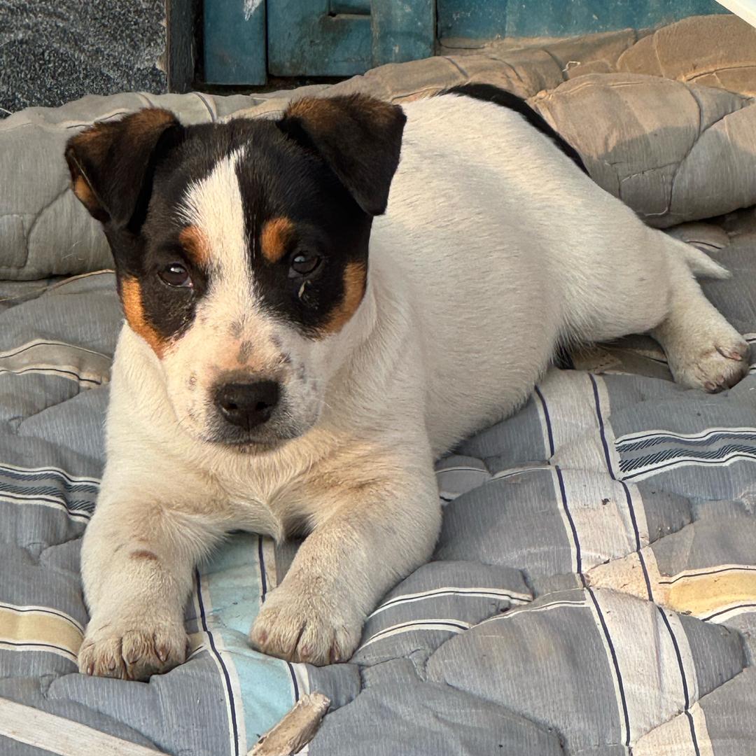 金羽赛鸽-李贵胜