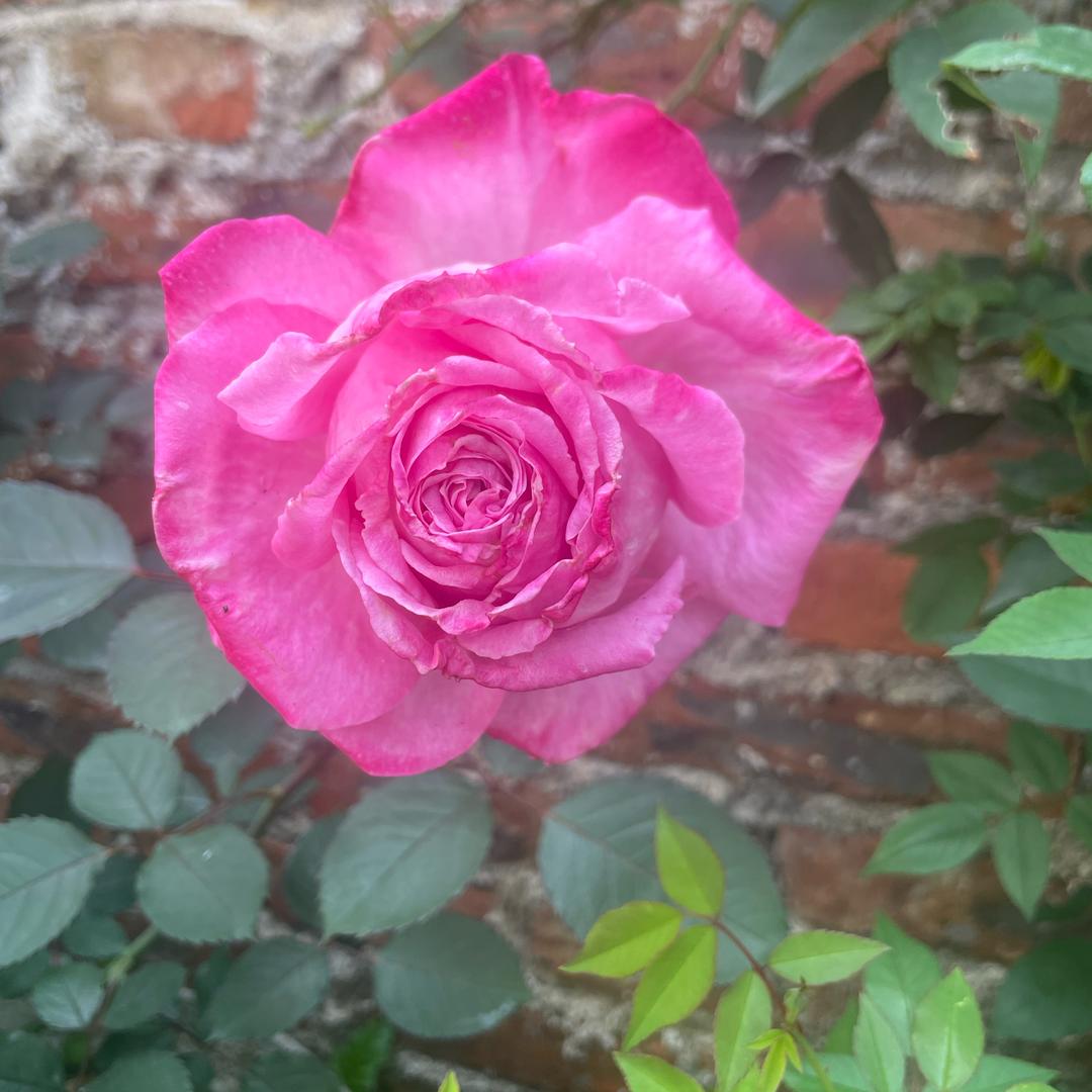 清风明月～莹～