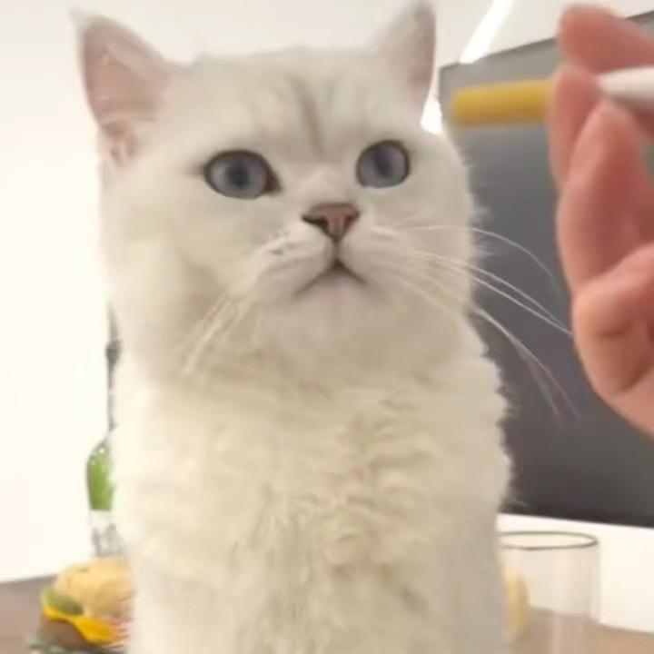 请叫我孟德兄😄🌈