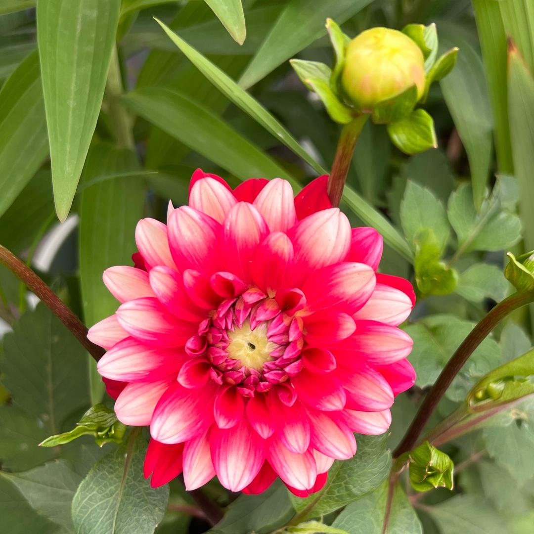 樱花飘落的季节🌸