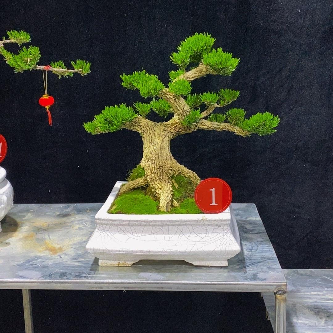 大厚雀舌黄杨盆景个体店